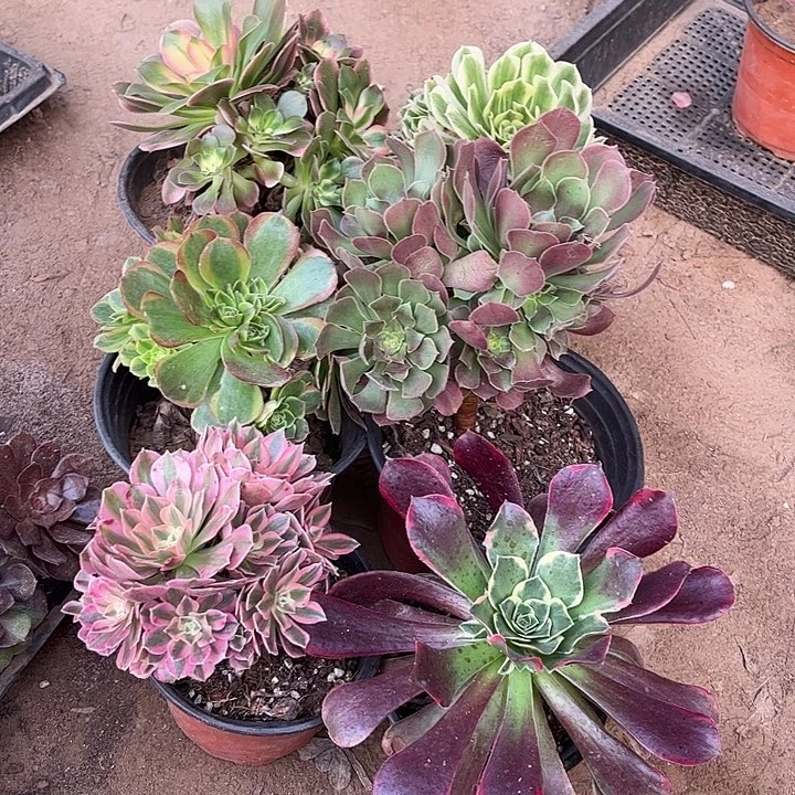 019多肉植物组合，