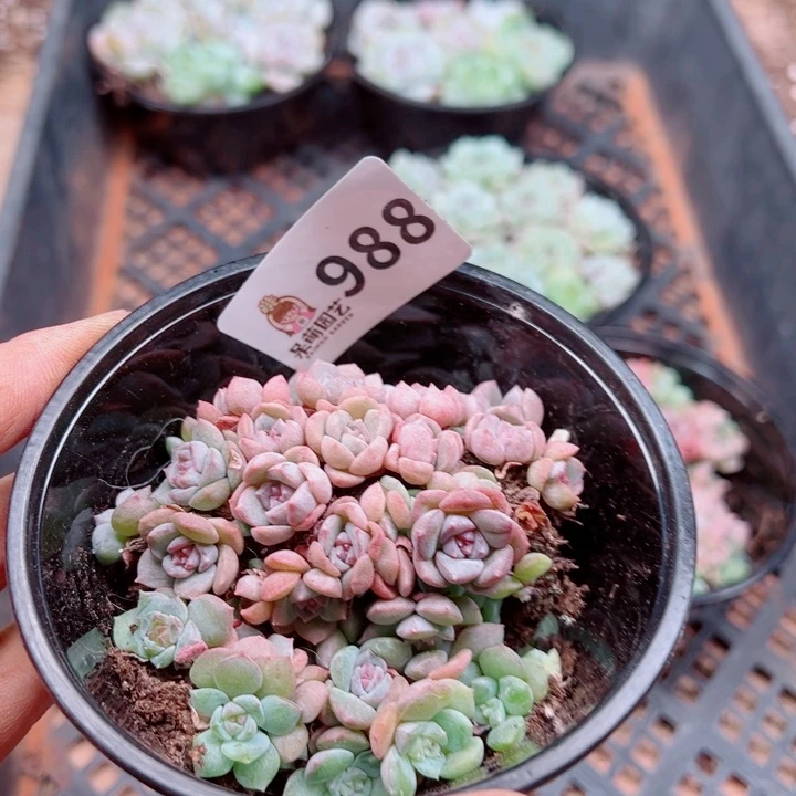 多肉植物多肉植物