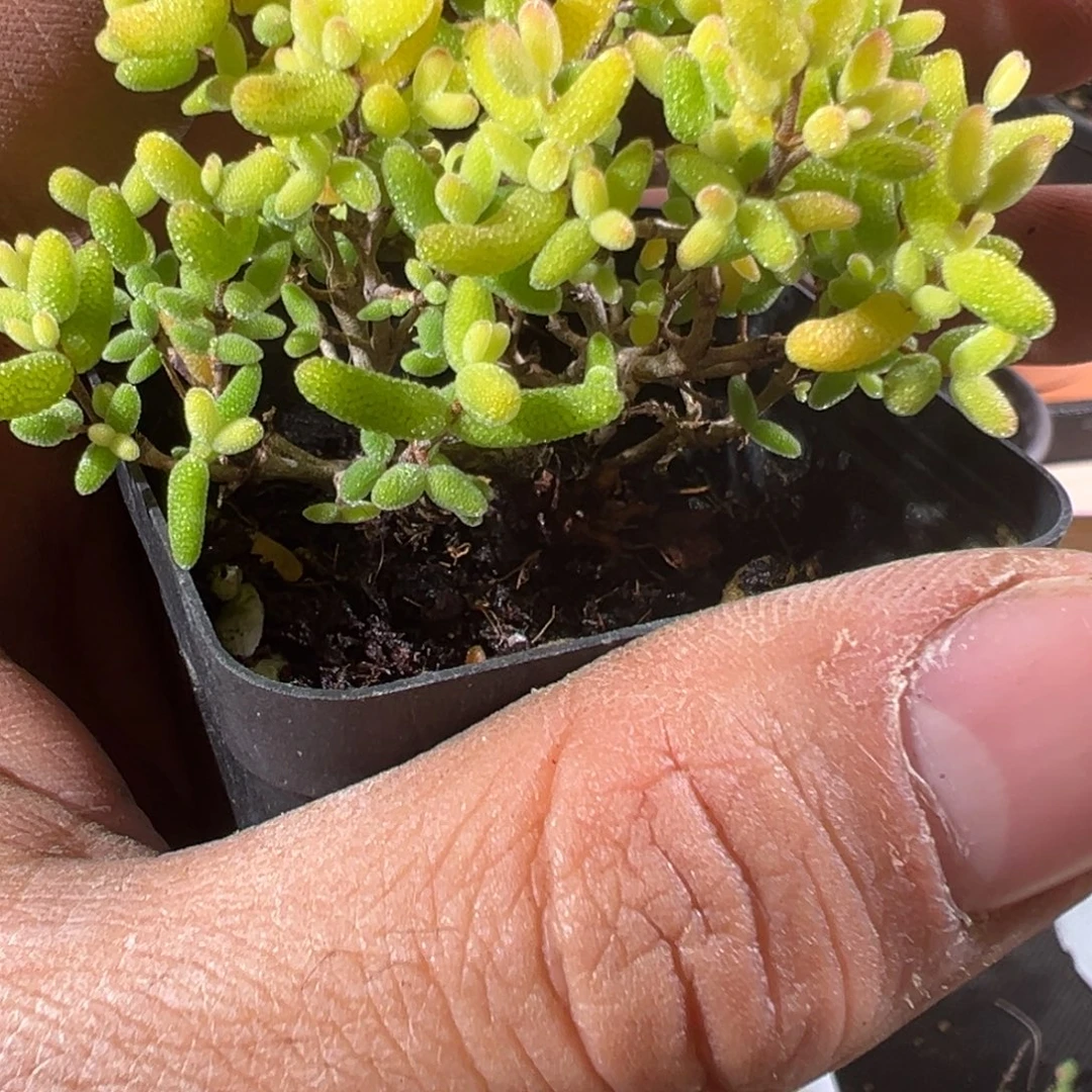糖球奶油福伦锦55杯老桩