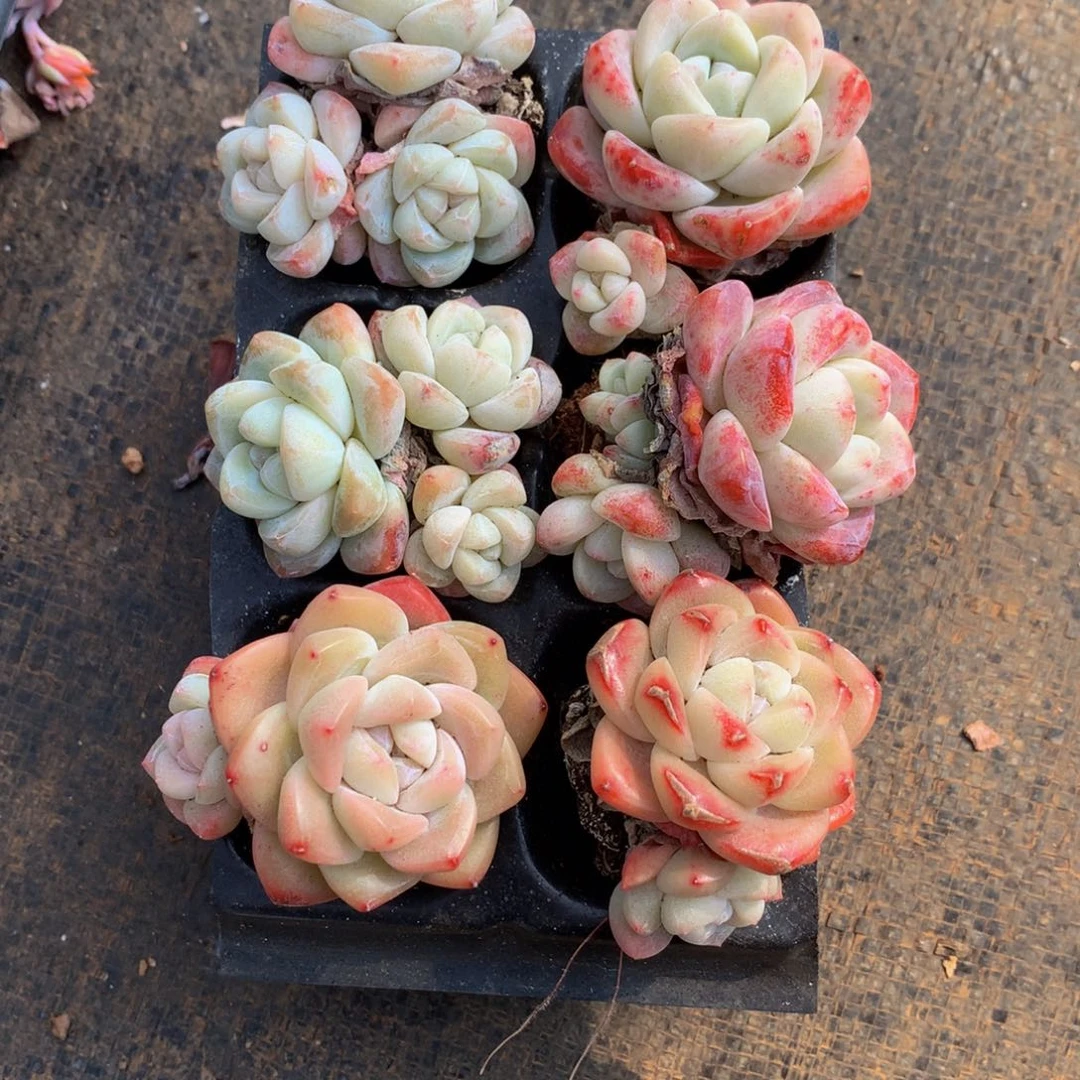 精控冰玉组合一物一拍