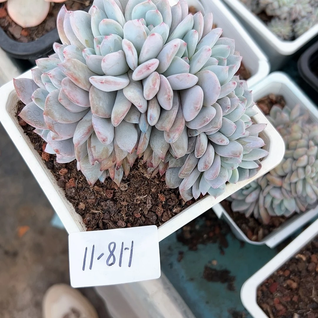 ?***?118-11橙子朵朵缀多肉寄养