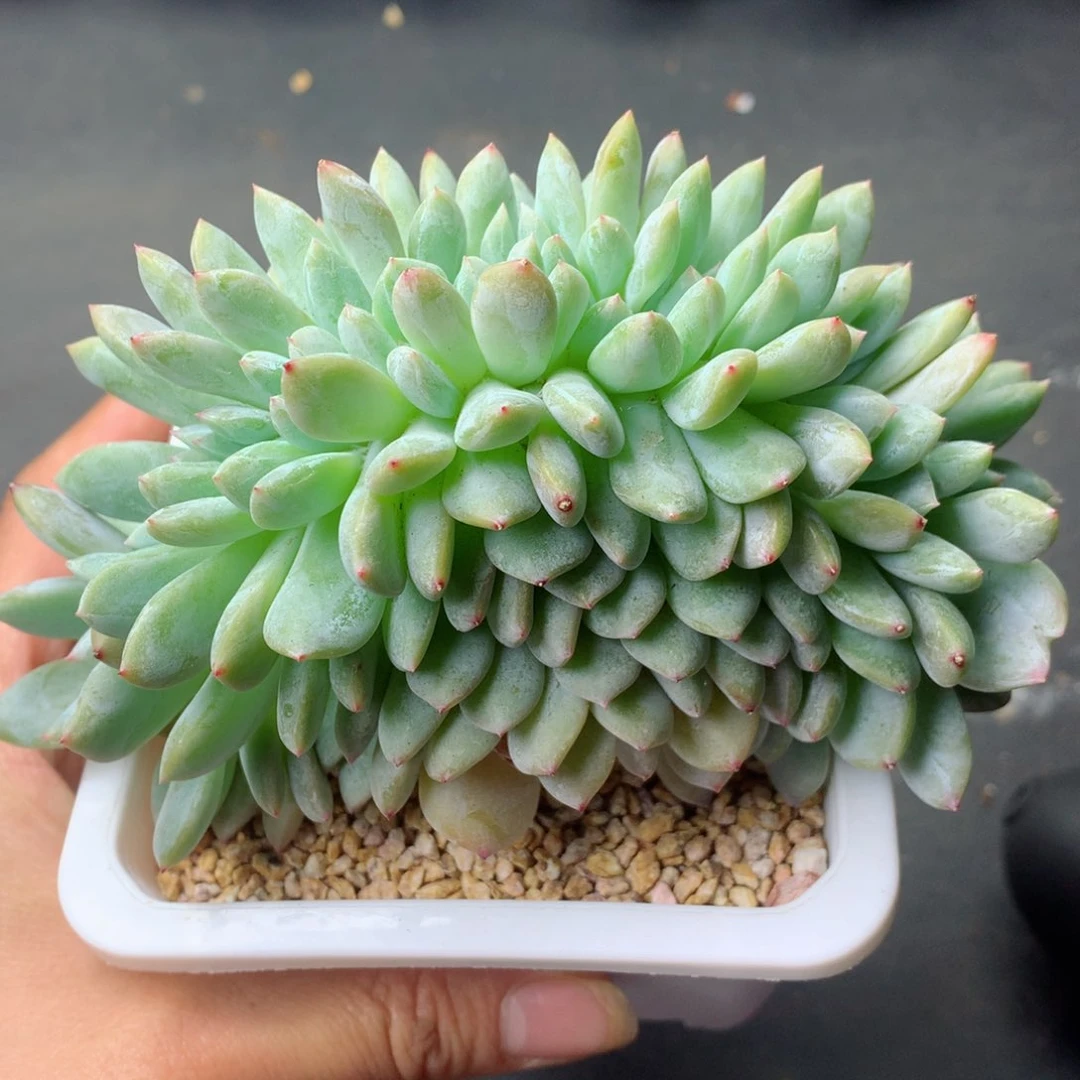 58包邮  群生不包整 121