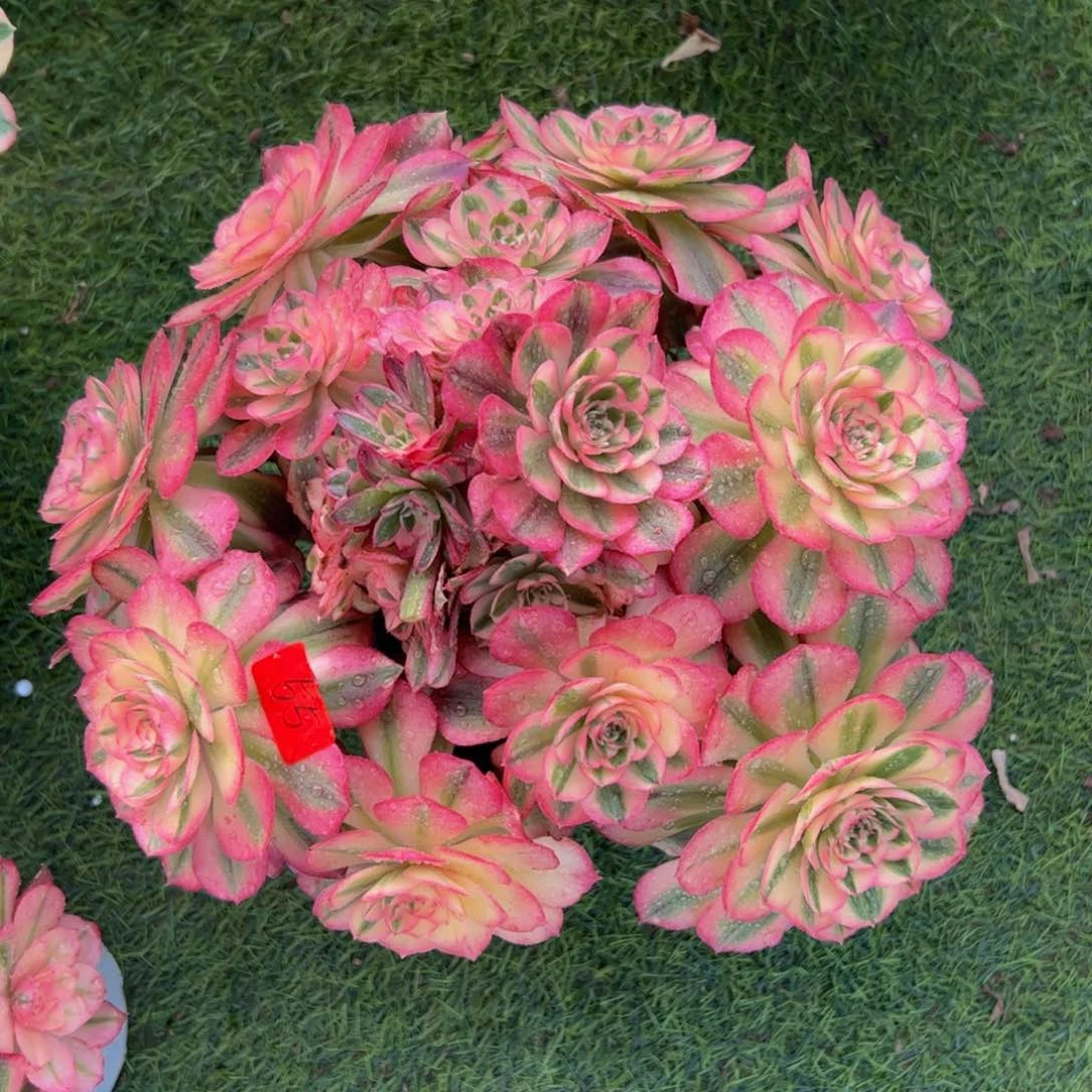 55炖肉植物发货荔枝