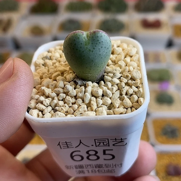 佳人园艺多肉生石花将杂685