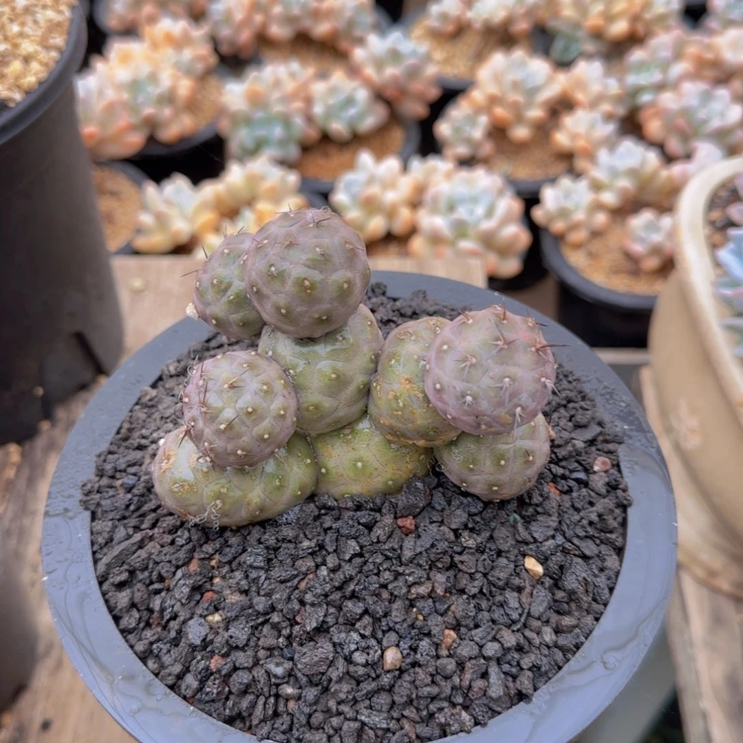 多肉植物多肉植物