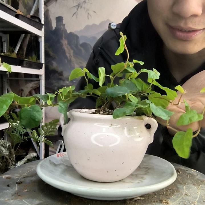 我***有小盆景小植物一物一拍2