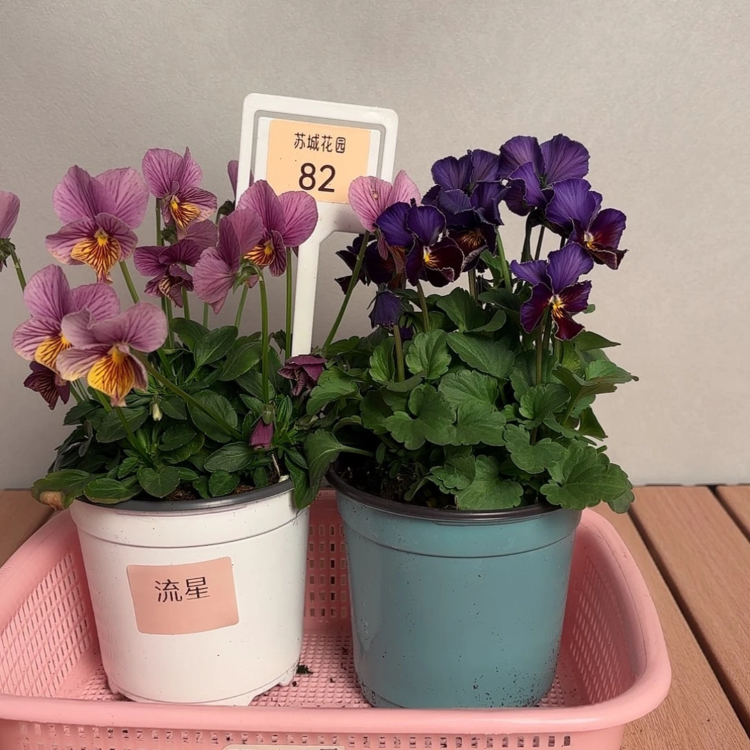 大部分开放少量花苞82