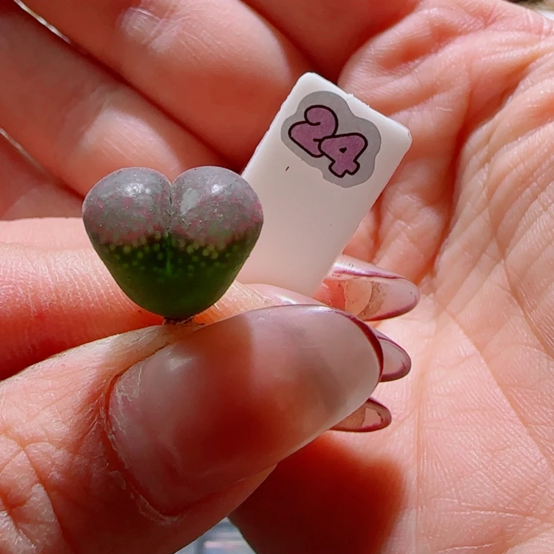 漂亮风铃玉。     24