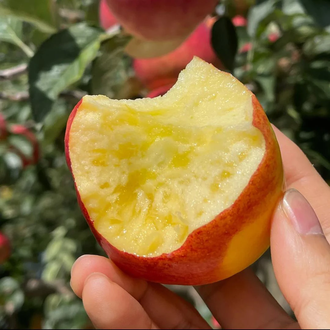 云南高山丑苹果脆甜多汁，脆甜多汁，新鲜采摘【坏果包赔】