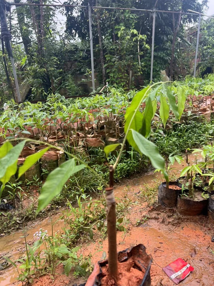 国香树心油品种树苗珍贵植物沉香树苗