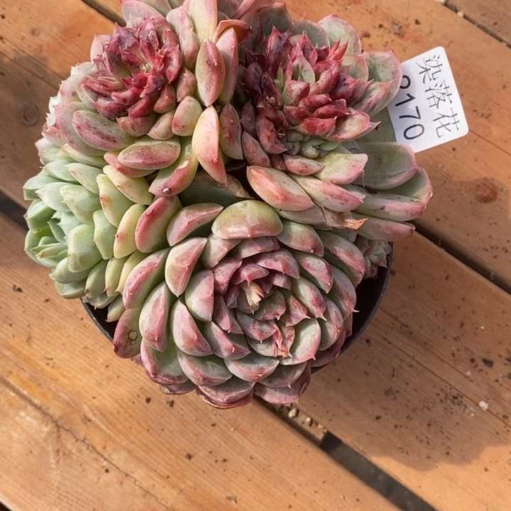 用****3精品多肉植物2170