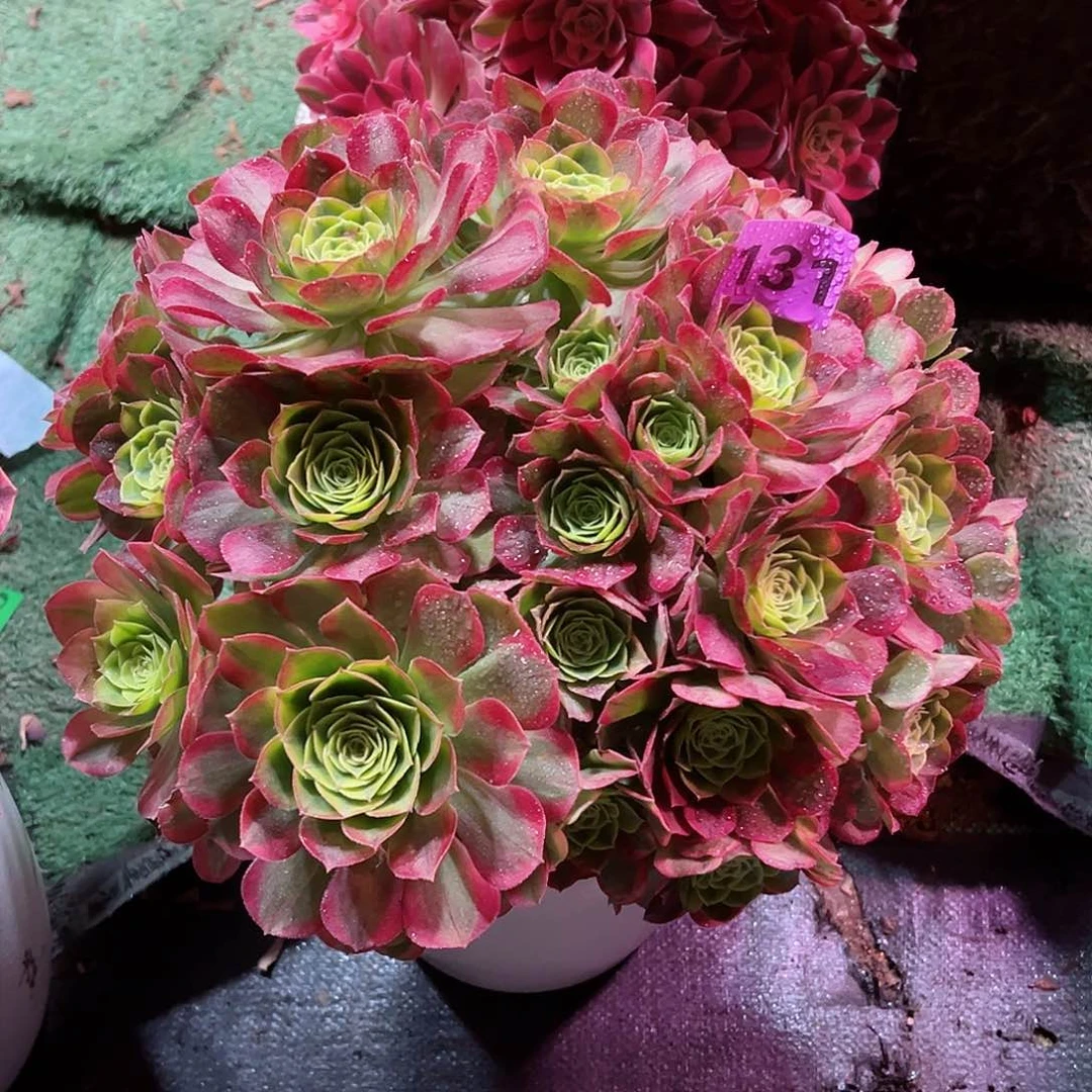 131奶白法师多肉植物