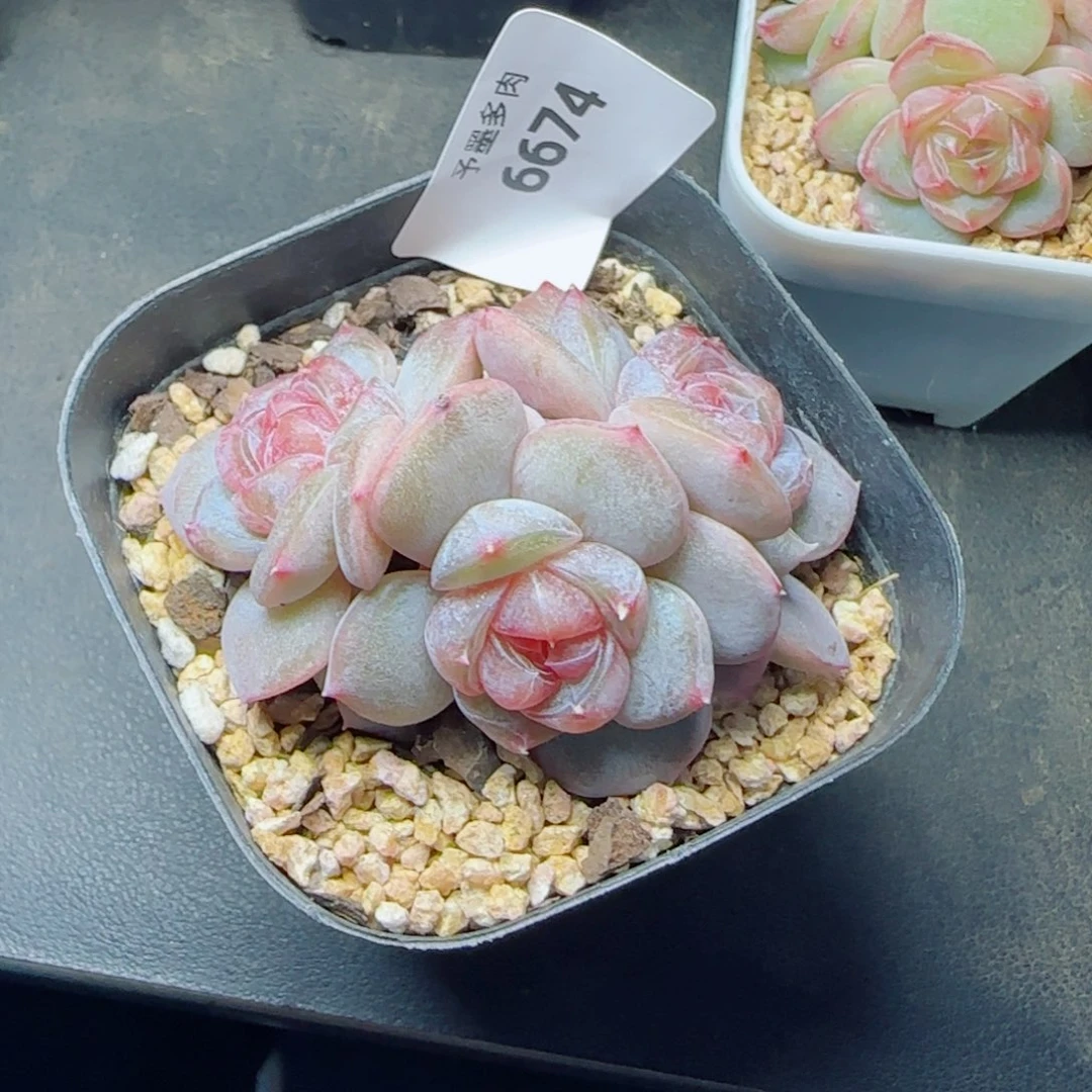 红皇后，6674多肉植物