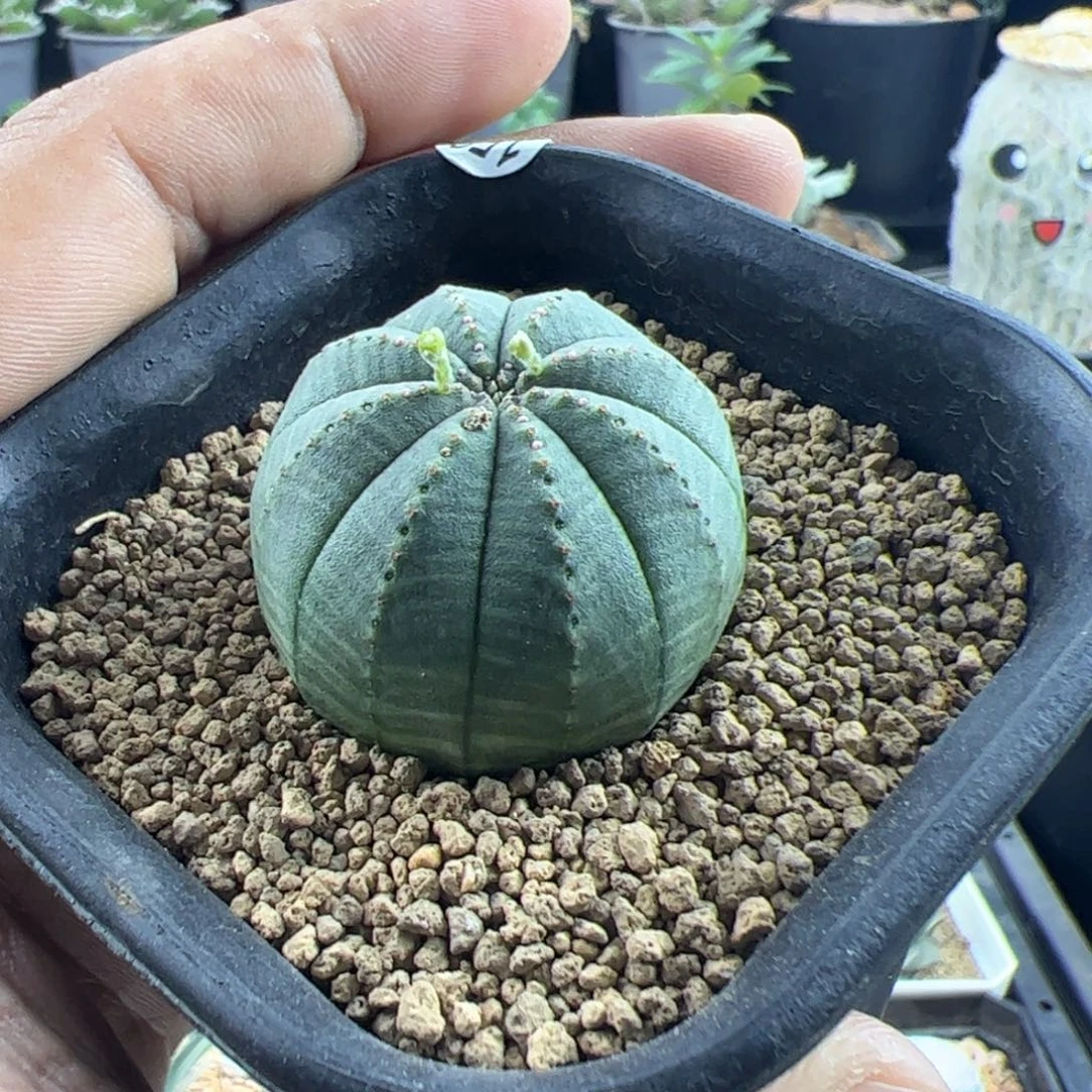 欧布实生3.3一物一拍带盆发