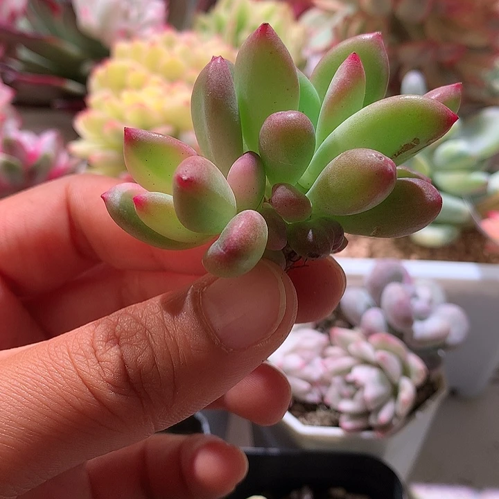 青星美人锦拉丝锦锦