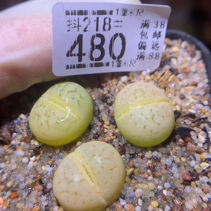 精品生石花218.480