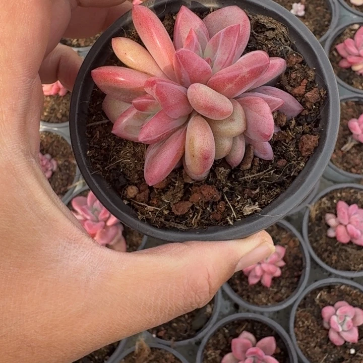 暖***光赫菲斯托 苗 一物一拍