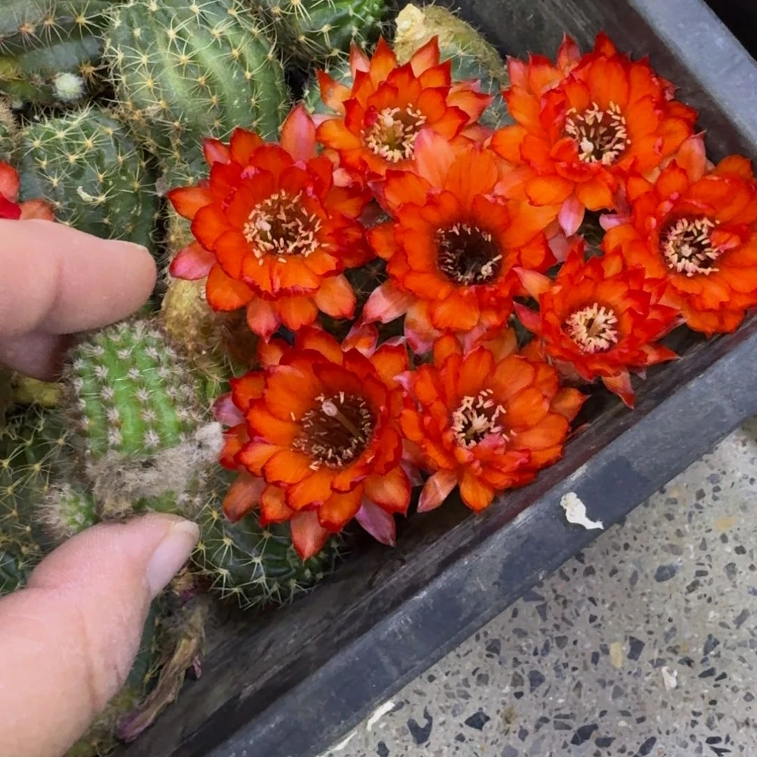 215白檀3个林根焰火小，20包邮无根侧牙