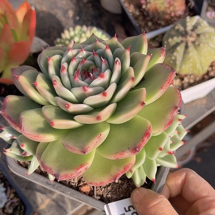 超级蓝龙14165多肉植物