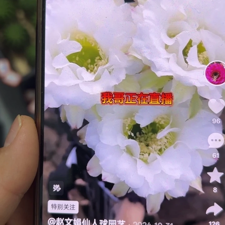 无花朵无根侧芽歪白玫瑰