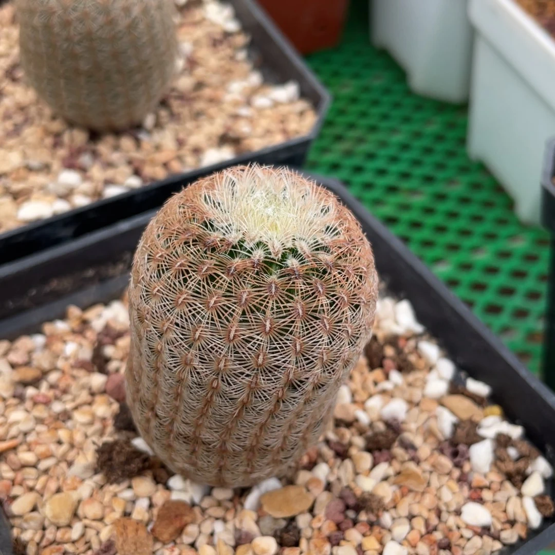 鹿角柱实生仙人球白花太阳