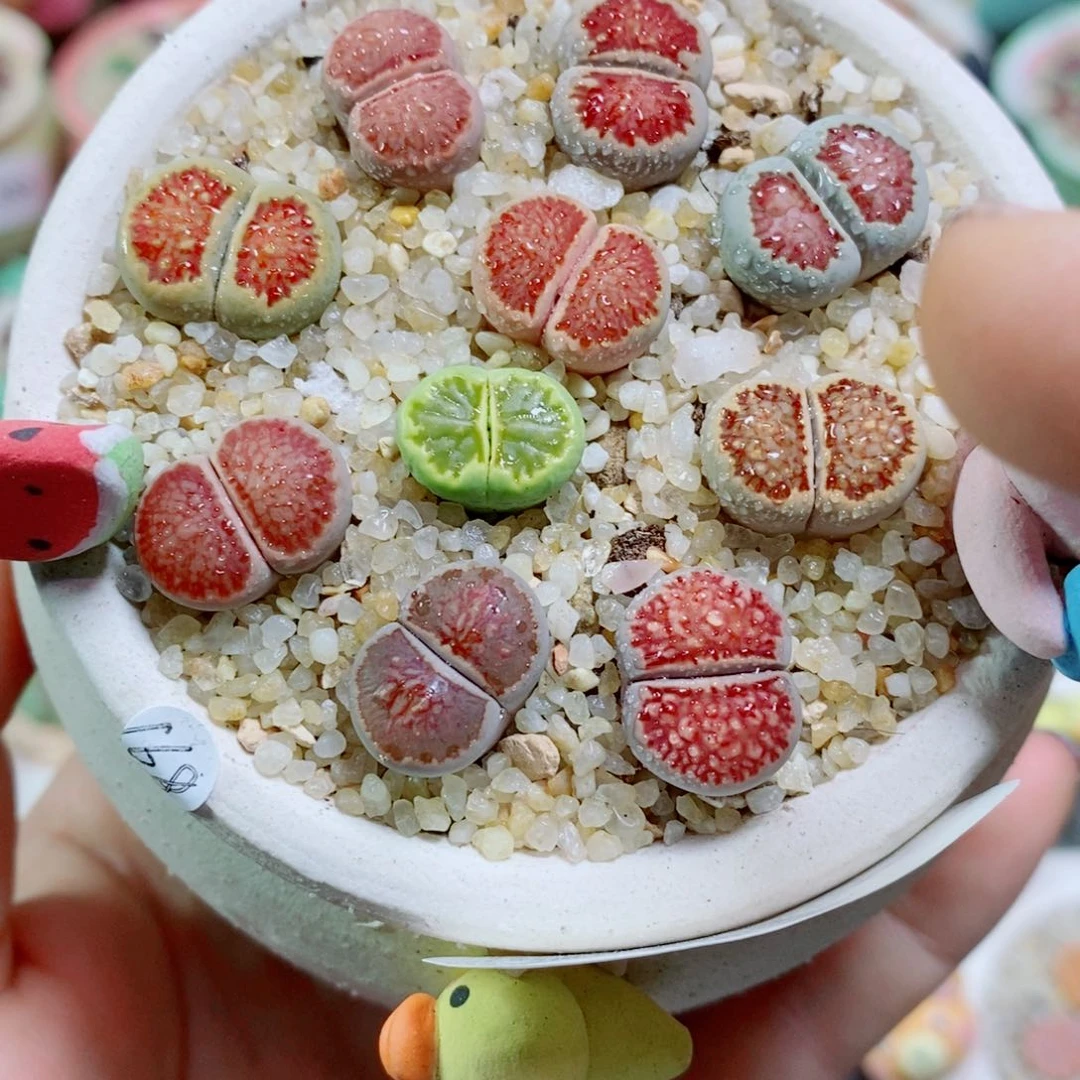 生石花花花花花花很好很好702