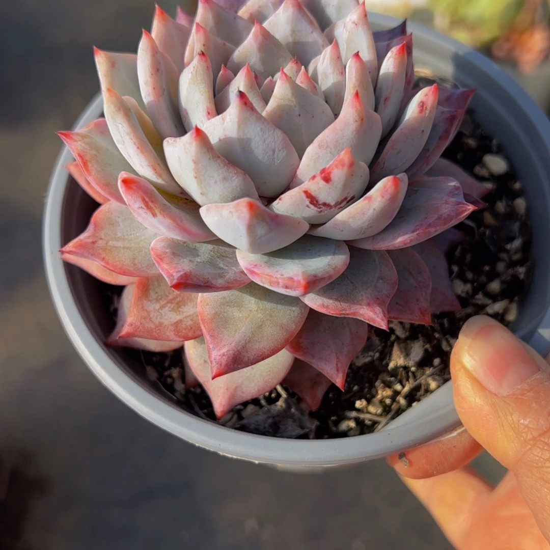 粉蓝鸟大单头多肉植物