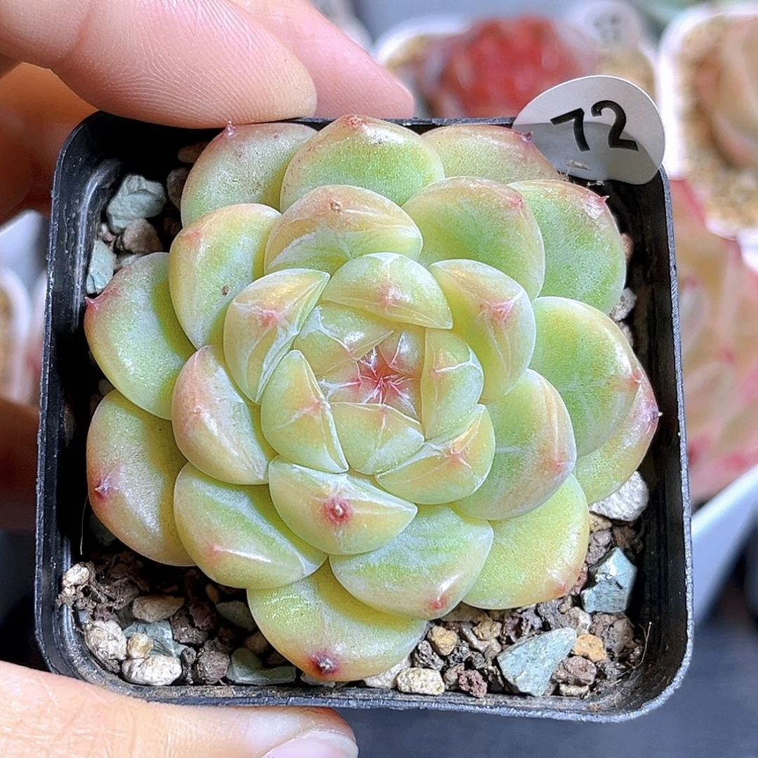 72 黄财富 满18包邮