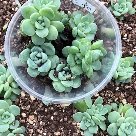 是***梦133财富饭盒混搭小