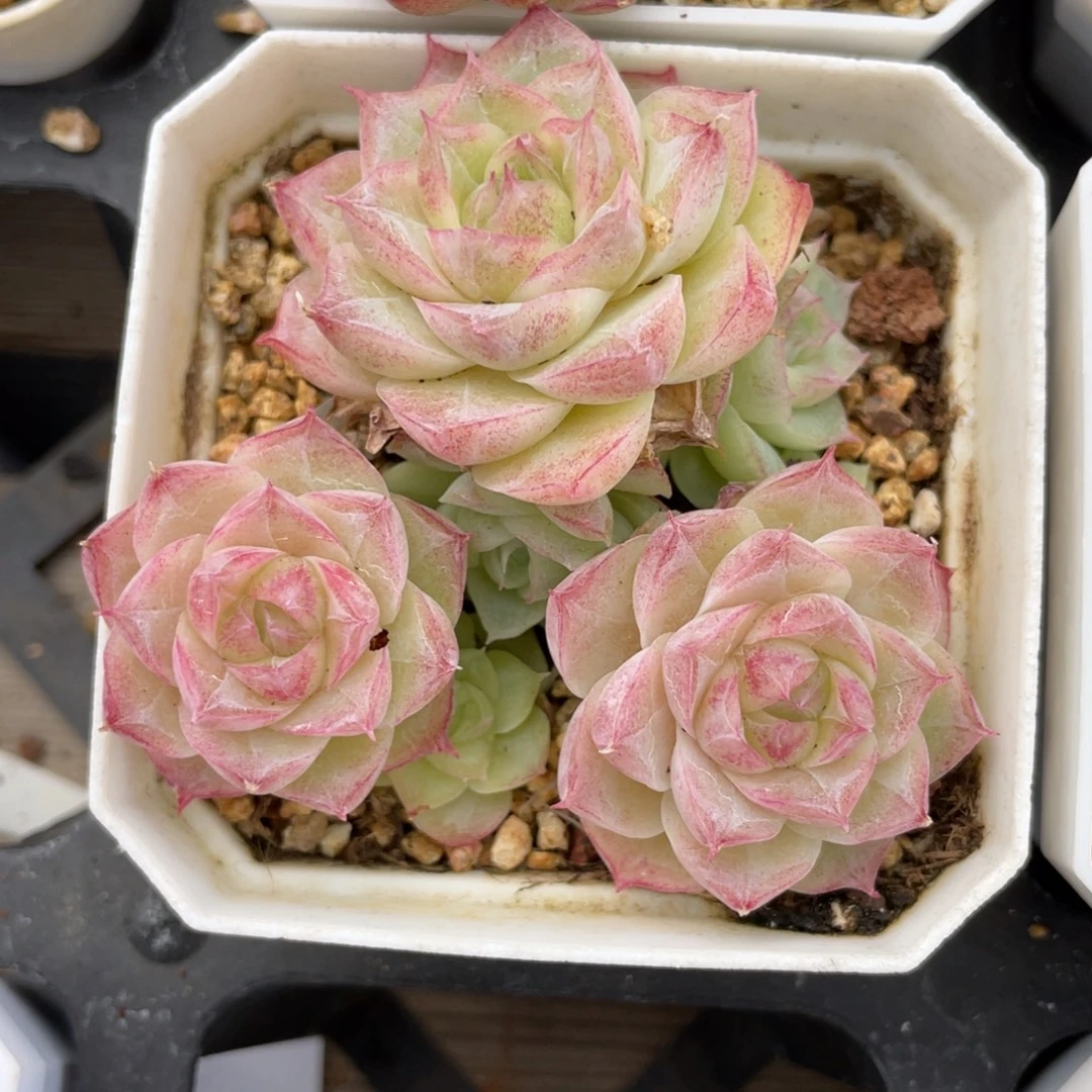 优选潘多拉女王多肉2070