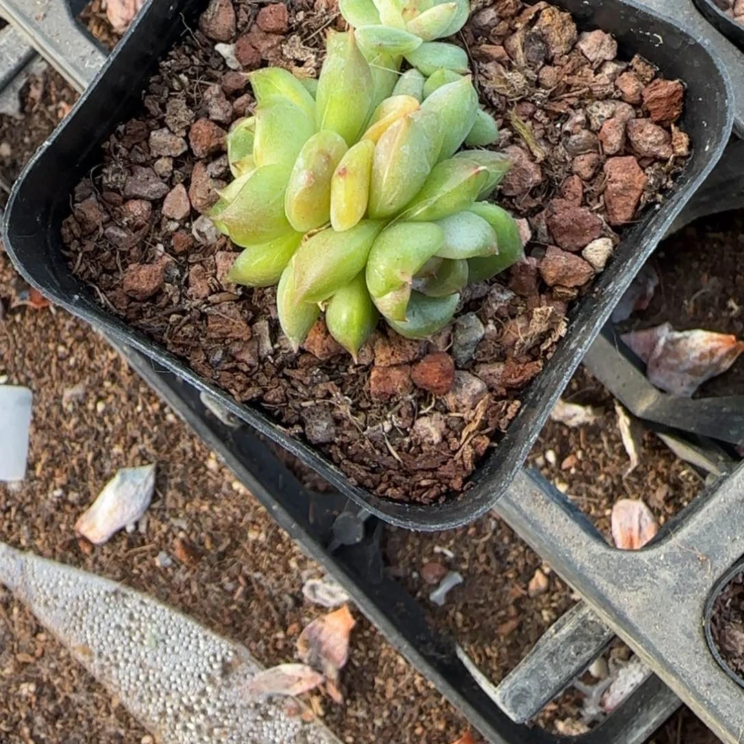 小卡拉米糖心一物一拍