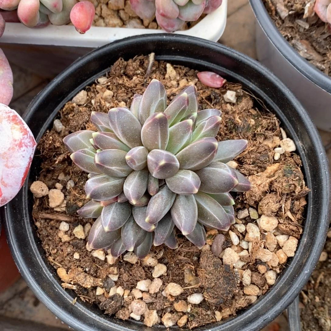 精品多肉一物一拍不包整20