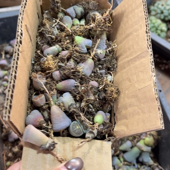 一箱小苗不售后88888888888