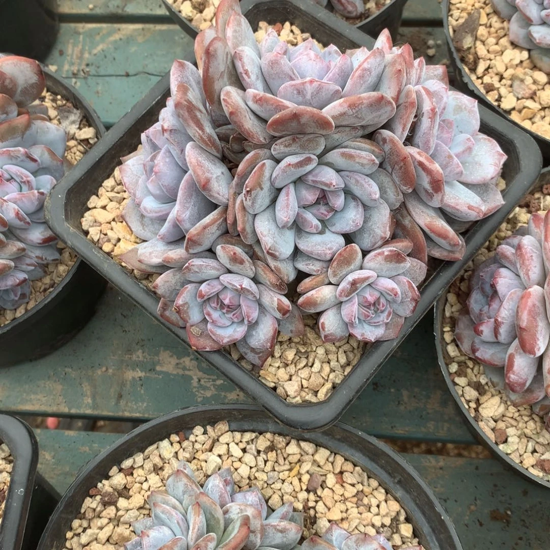 无花朵哈哈哈哈哈哈哈哈紫皮