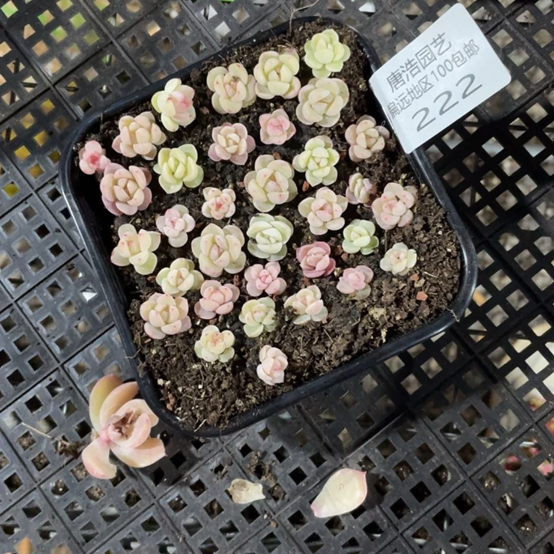 败*珍妮混一物一拍222