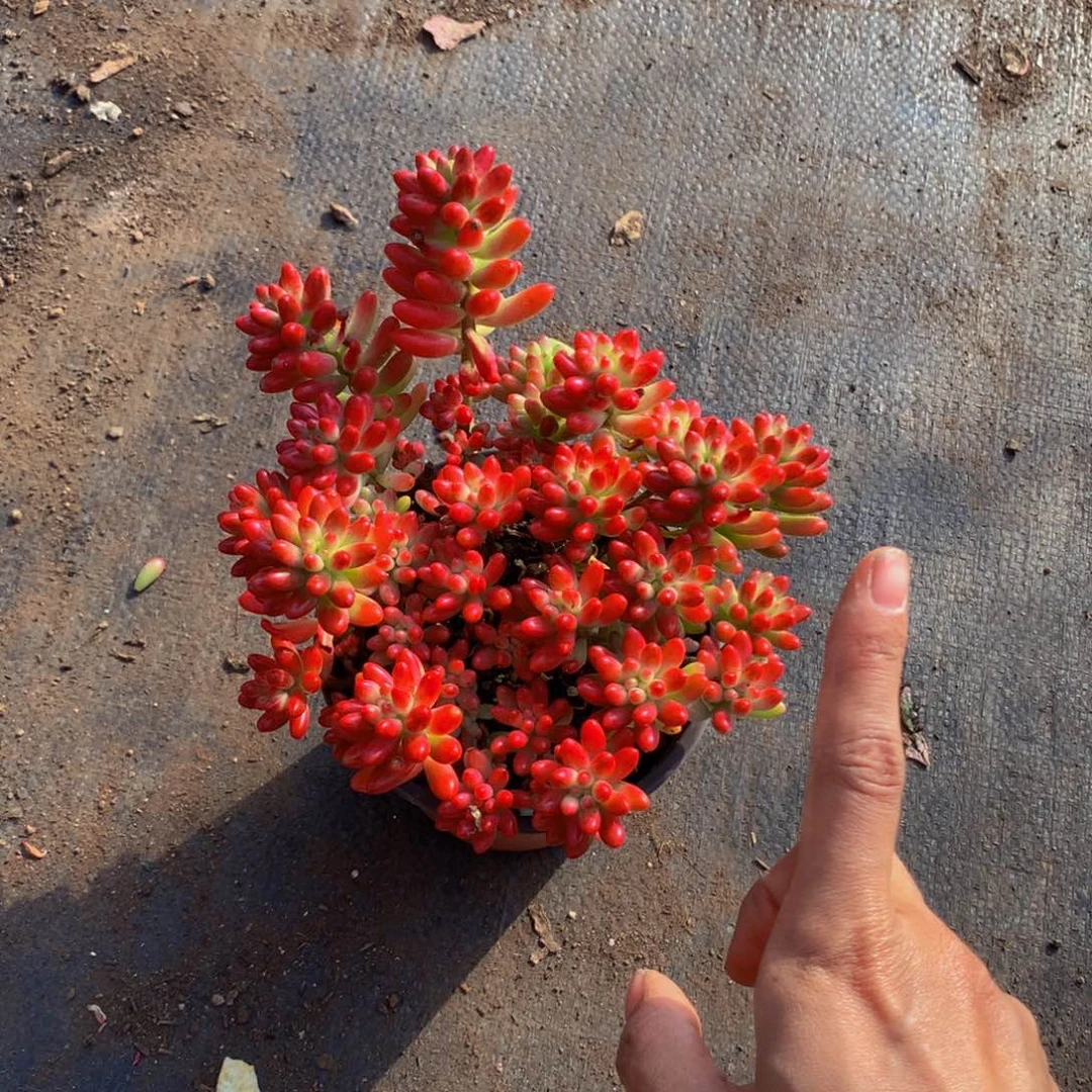 转运珠3.99带盆土