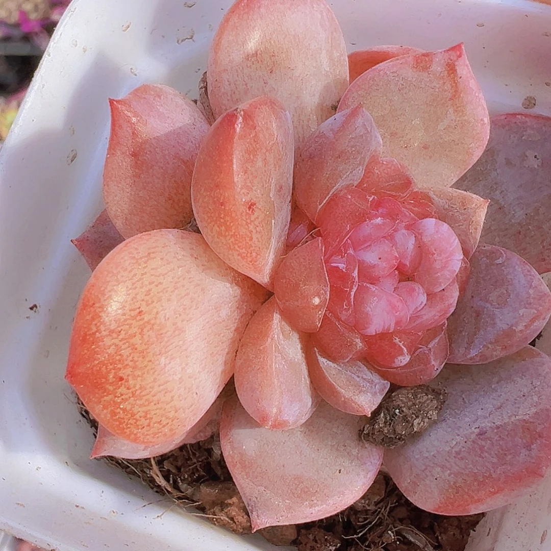 双头云岚19包邮多肉植物