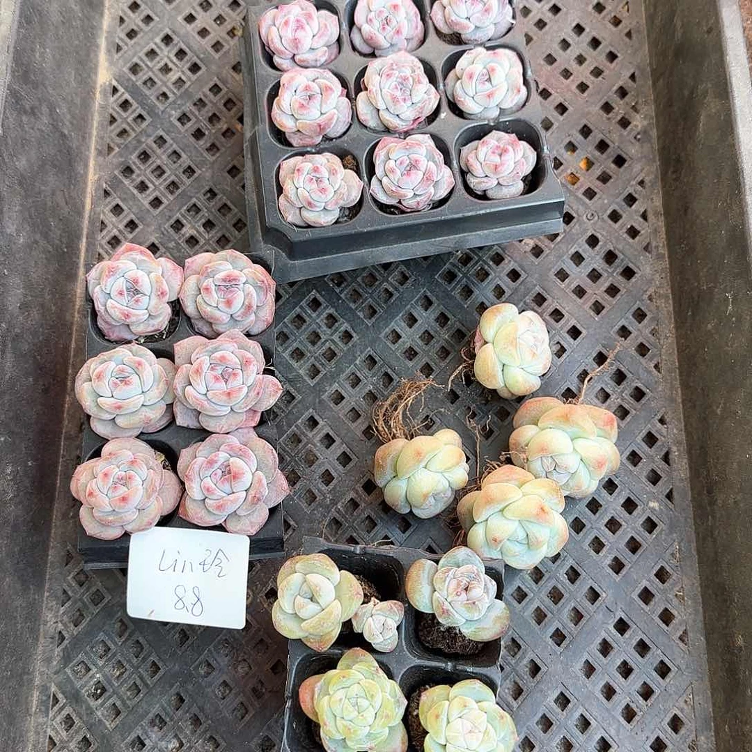 哈哈哈哈哈哈哈哈哈哈