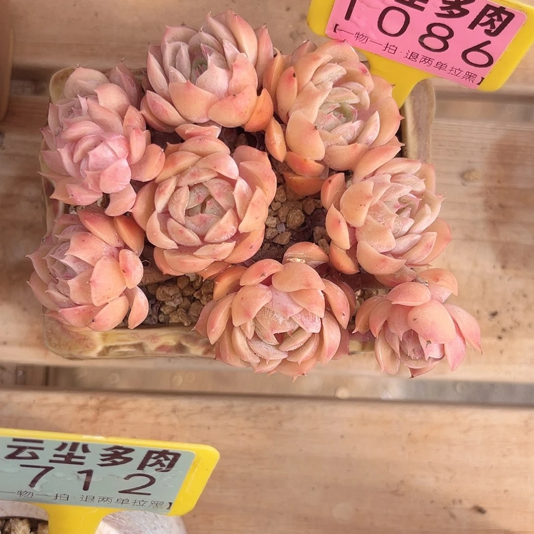 云尘多肉一物一拍1086不含盆