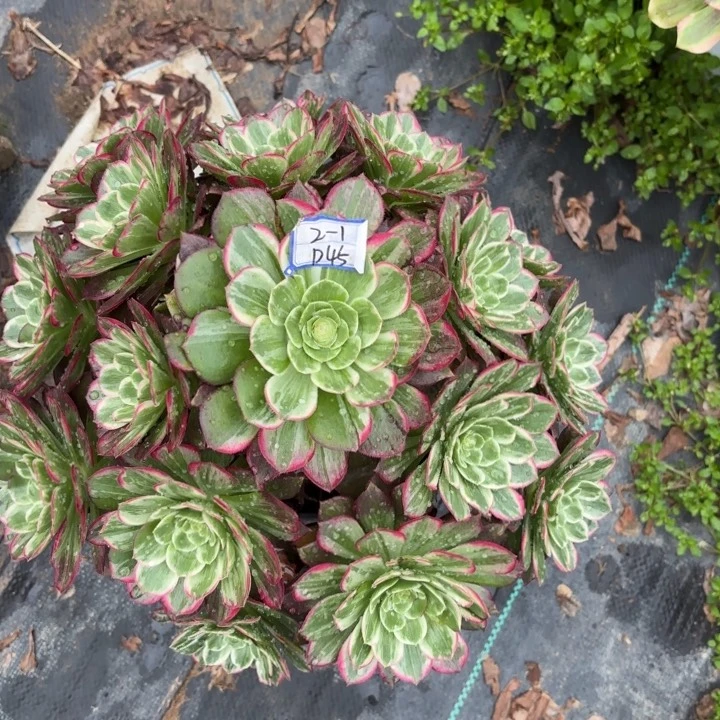 莲花多肉断枝不包45