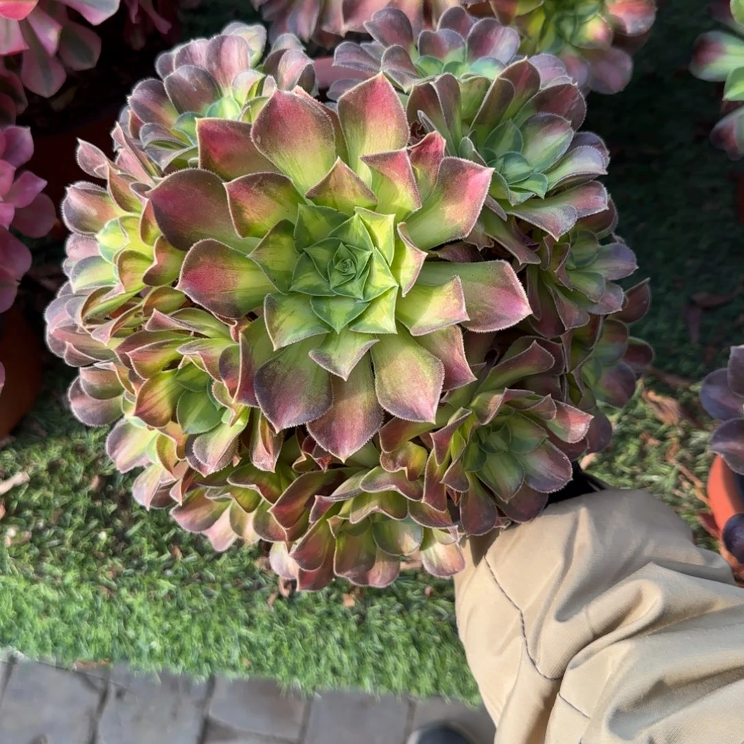 无花朵韶华中号手捧