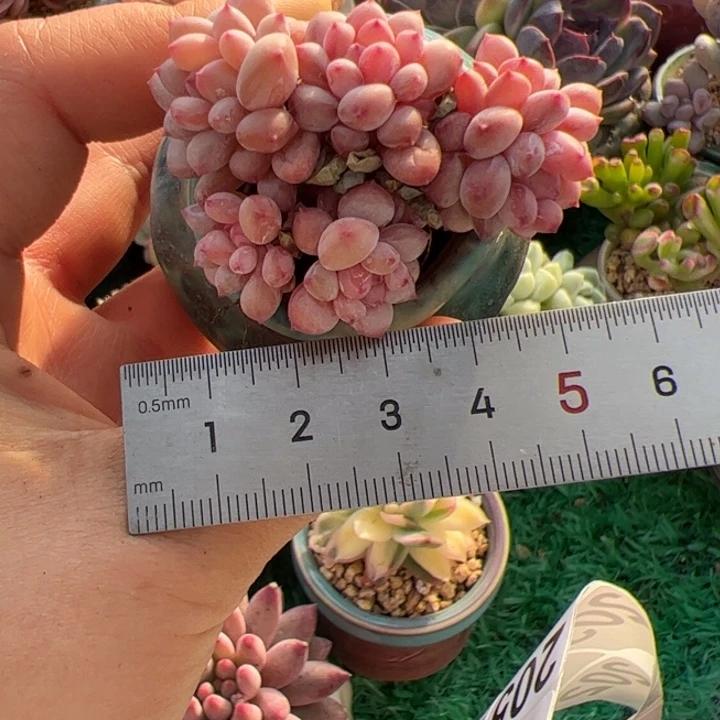 喵**喵215 多肉植物组合