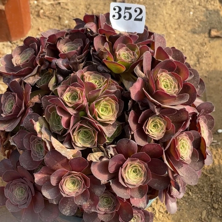 多***子无花朵352多肉植物魅金玫瑰