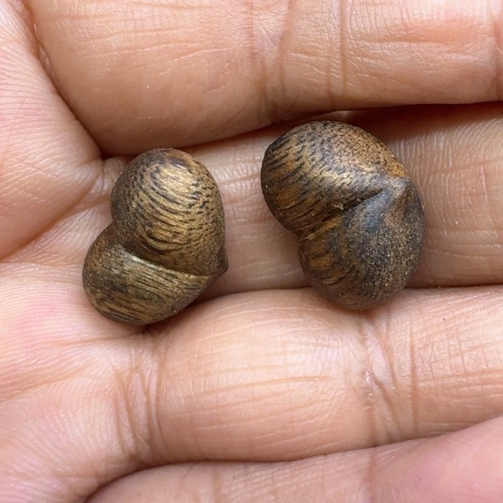 沉香沉香碎屑呀*达屁桃2个1.2克