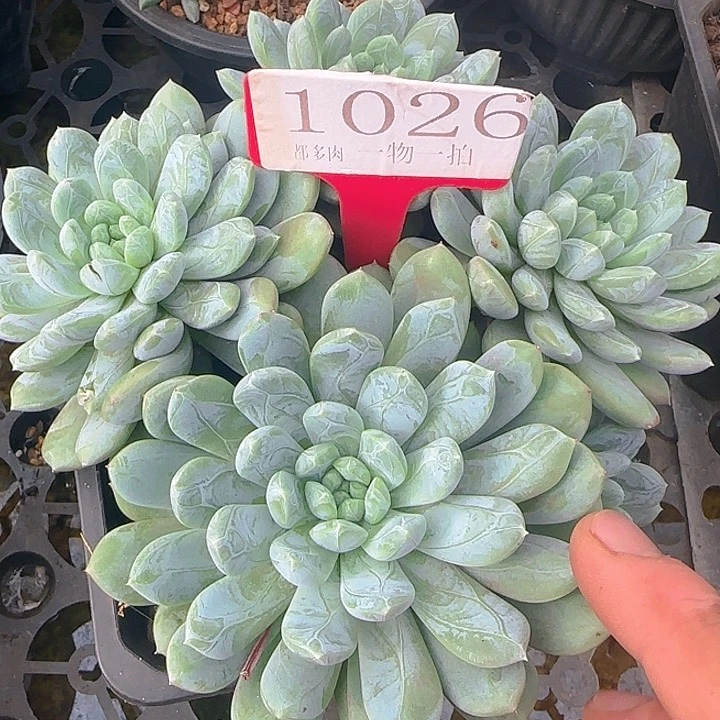 百达翡翠1026多肉植物