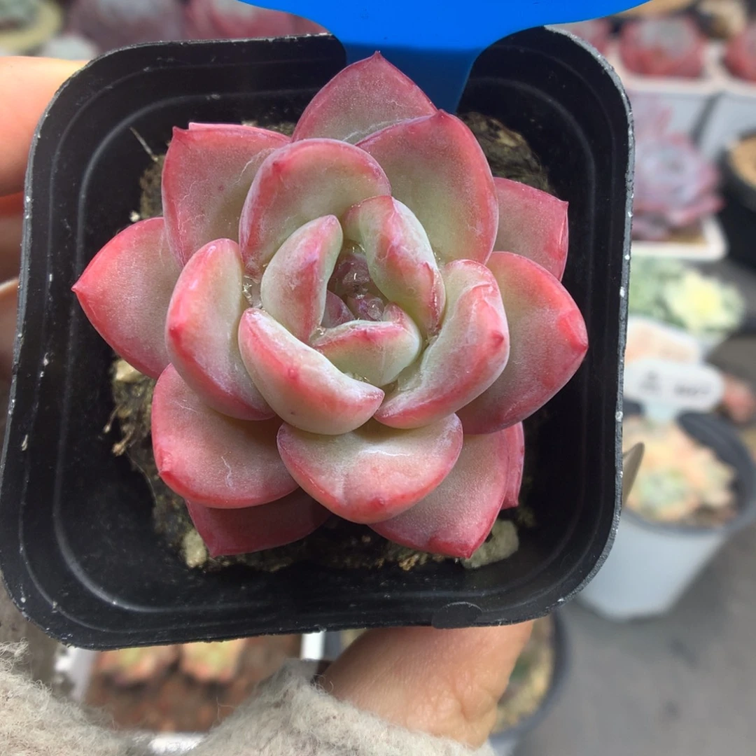 62草莓泡芙多肉植物