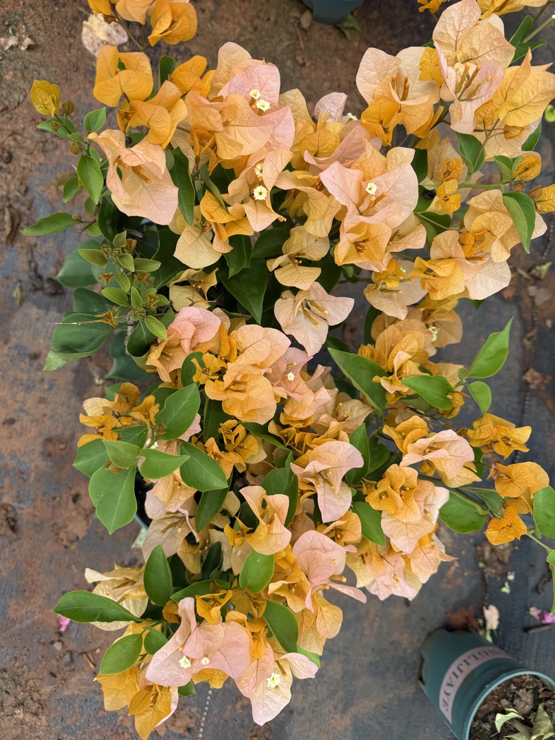 （金探戈）运输途中会落花落叶甚至光杆，不售后，介意勿拍。