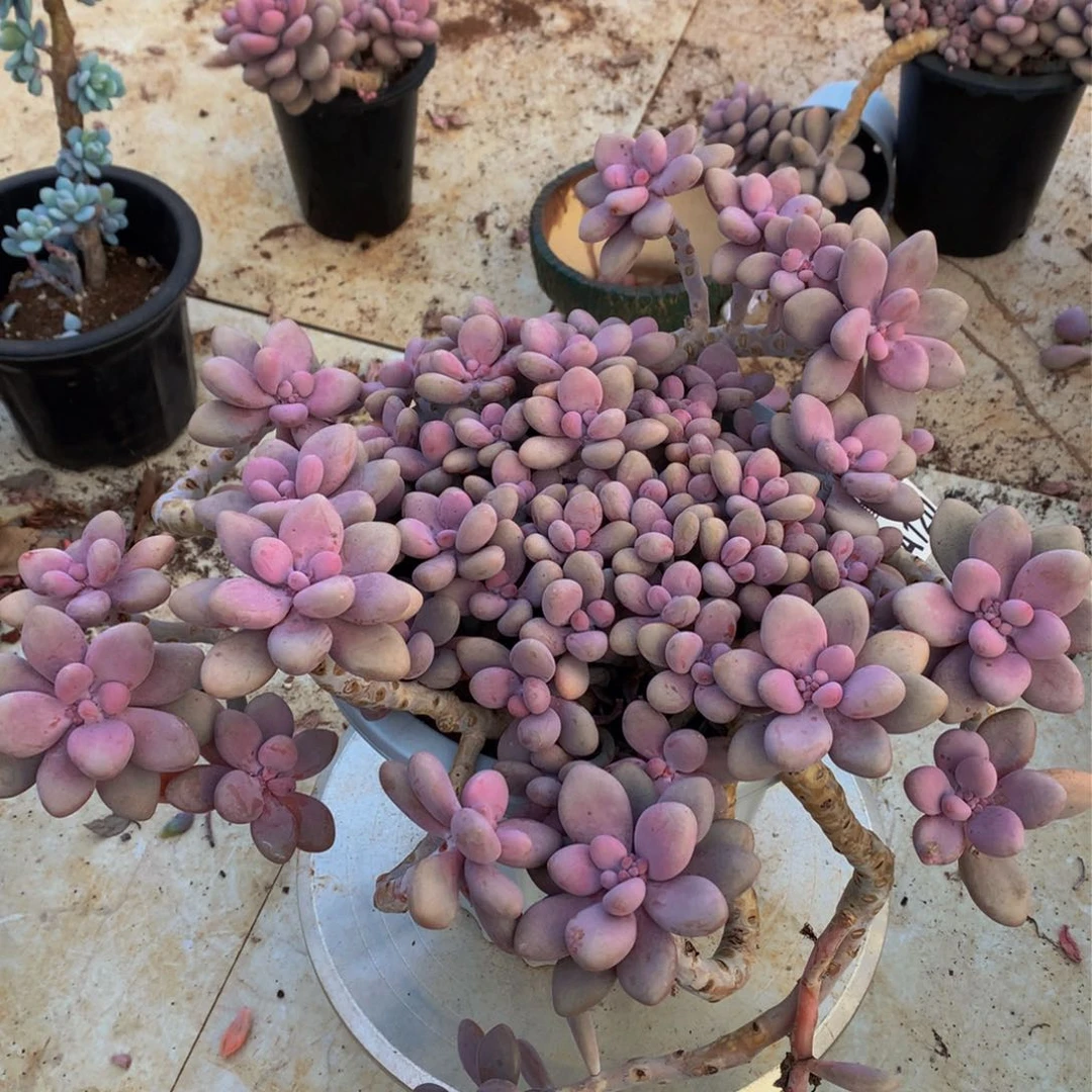 我**合星悦多付 A120