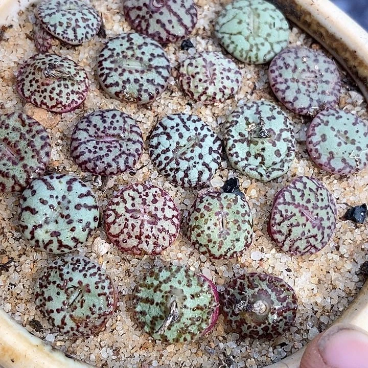 安贞一颗