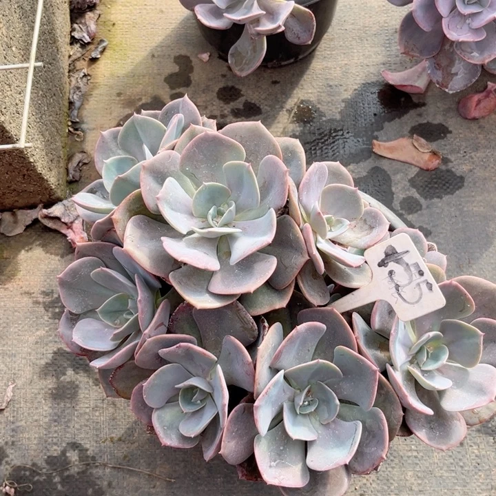 晨语多肉一物一拍+55